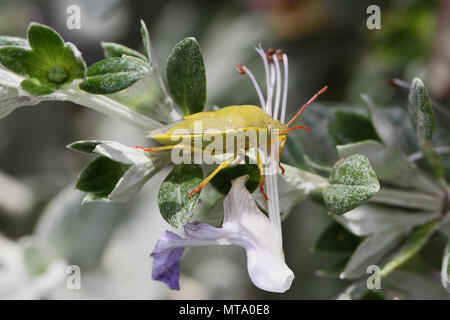 Grüne schild Bug oder Fehler Latein palomena prasina stinken aus der pentatomidae Gruppe von Insekten auf einem teucrium fruticans Werk in Italien im Frühling Stockfoto