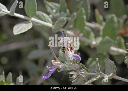 Honey Bee schließen bis auf teucrium fruticans Blume echinops oder germander in Italien Apis mellifera Pollen sammeln in Italien Stockfoto