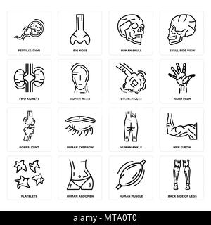 16 Einfache editierbare Ikonen wie Rückseite Beine, menschlichen Muskel, Abdomen, Thrombozyten, Männer Winkelstück, Düngung, zwei Nieren, Knochen, Gelenk, Bronchio Stock Vektor