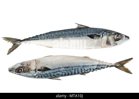 Frische Makrele Fisch auf dem weißen Hintergrund isoliert Stockfoto