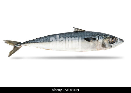 Frische Makrele Fisch auf dem weißen Hintergrund isoliert Stockfoto