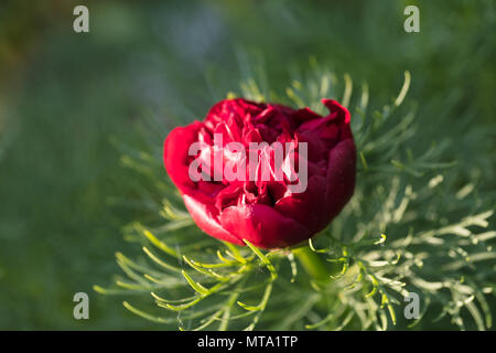 'Plena' doppelte Fernleaf Pfingstrose, Dillpion (Paeonia Tenuifolia) Stockfoto