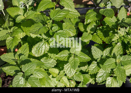 Zitronenmelisse, Citronmeliss (Melissa officinalis) Stockfoto