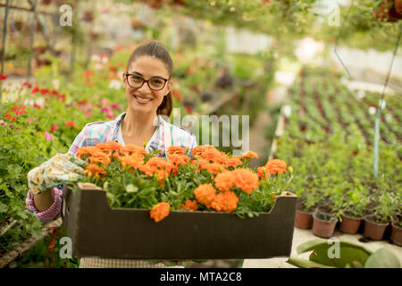 Hübsche junge Frau mit einer Kiste voller Frühling Blumen im Gewächshaus Stockfoto