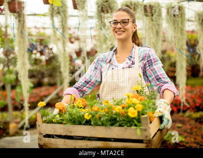 Hübsche junge Frau mit einem hölzernen Kasten voller Frühling Blumen im Gewächshaus Stockfoto