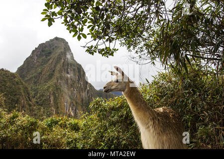 Blick auf Lamas bei Machu Picchu in Peru Stockfoto