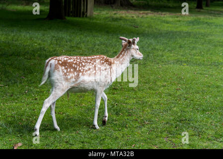 Damwild. Stockfoto