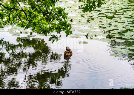Stockente auf dem Wasser. Stockfoto