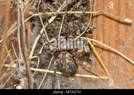 Hunter Spinne lauert und beobachtete aus dem Web Nest Stockfoto
