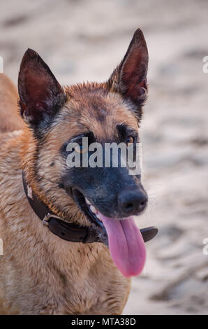 Porträt der schönen Deutschen Schäferhund mit Kragen an afrikanischen Strand am Nachmittag Stockfoto