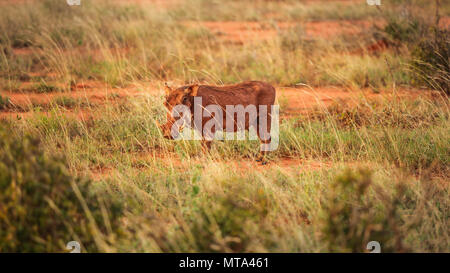 Wüste Warzenschwein (Phacochoerus aethiopicus) Wandern in der Savanne beleuchtet durch die Nachmittagssonne. Amboseli National Park, Kenia Stockfoto