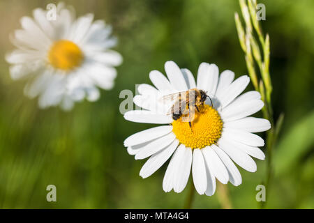 Weiß Marguerite. Europäische Honigbiene. Leucanthemum vulgare. Apis mellifera. Schöne Honigbiene close-up. Die bestäubung. Sunlit ox-eye Daisy. Grüne Gras. Stockfoto