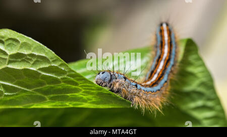 Haarige Lakai motte Caterpillar close-up. Malacosoma eulengattung. Süße bunte Larven der Nacht Insekt mit bunten Streifen. Pflanzenschädlingen auf grünem Blatt. Stockfoto