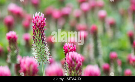 Blume Leiter purpurroter Klee close-up. Trifolium Incarnatum. Schönes blühende rote Kleeblatt im Frühjahr. Idee der Gründüngung und ökologischen Landbau. Stockfoto