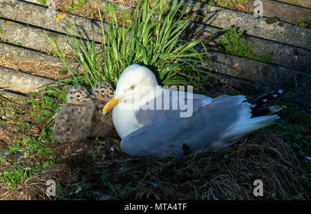 Möwe und Küken in Nest, Newlyn, Cornwall, Großbritannien Stockfoto