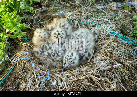 Seagull Küken in Nest, Newlyn, Cornwall, Großbritannien Stockfoto