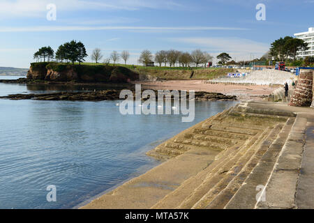 Eine Linie der Höckerschwäne entlang der Küste von Torquay am Corbyn's Kopf. Stockfoto