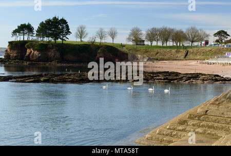 Eine Linie der Höckerschwäne entlang der Küste von Torquay am Corbyn's Kopf. Stockfoto