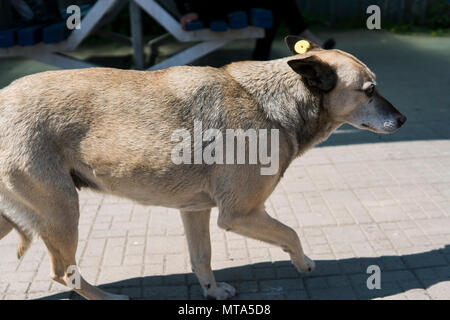 Obdachlose einsame Straße Hund gehen auf eine Straße. Stockfoto