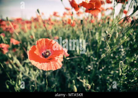 Mohn Blumen Retro Vintage Sommer Hintergrund, geringe Tiefenschärfe mit roten Blumen auf grünem Hintergrund. Wiese mit schönen hellen roten Mohn f Stockfoto