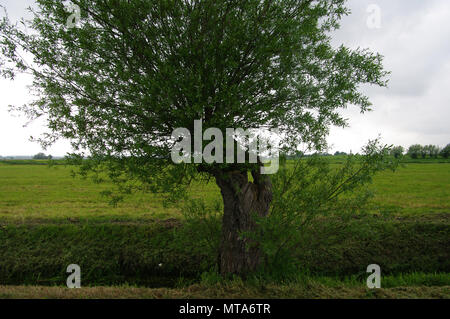 Somerset Levels, England Stockfoto
