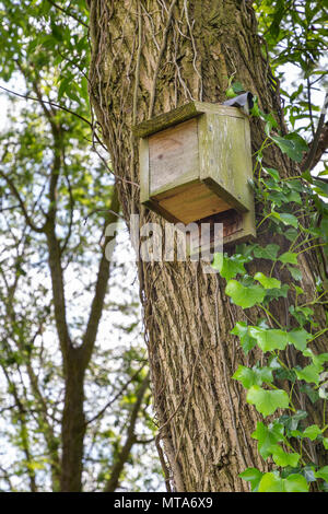 27. Mai 2018  eine Fledermaus box hign in einem Riss Willow Tree in Bruche Park, Warrington, Cheshire, England, Großbritannien Stockfoto