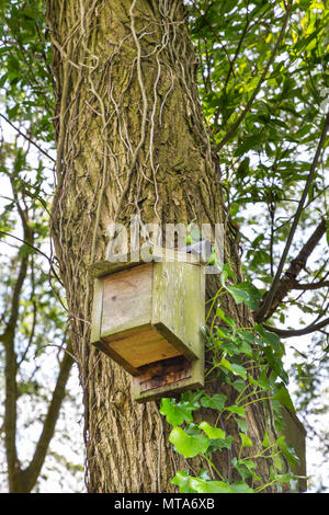 27. Mai 2018  eine Fledermaus box hign in einem Riss Willow Tree in Bruche Park, Warrington, Cheshire, England, Großbritannien Stockfoto