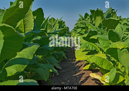 Close up Nicotiana Firma. Gemeinsame Tabak. Stockfoto