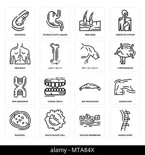 16 Einfache editierbare Ikonen wie die menschliche Wirbelsäule, Schleimhaut, weißen Blutkörperchen, Basophile, Haut, Pankreas, Männer zurück, DNA-Sequenz, Schulter kann Stock Vektor
