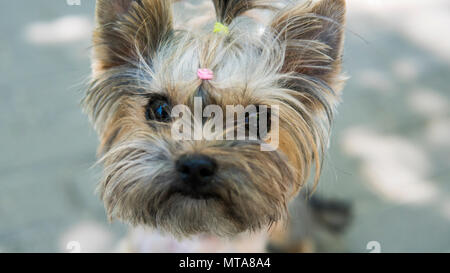 Close Up Lustiges Welpen Yorkshire Terrier in der auf einem Bürgersteig in einem Park in einer Kamera schaut. Stockfoto