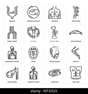 16 Einfache editierbare Ikonen wie Männer Brust, Auge, Verdauungssystem, Gallenblase, Bein, Blase, Arterie, der Atemwege, gebrochenen Knochen können verwendet werden Stock Vektor