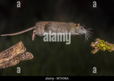 Wilde braune Ratte (Rattus norvegicus) von log in der Nacht springt. High Speed Fotografie Bild Stockfoto