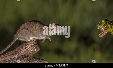 Wilde braune Ratte (Rattus norvegicus) Über von log in der Nacht zu springen. High Speed Fotografie Bild Stockfoto