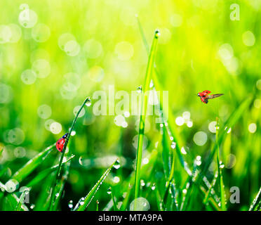 Zwei kleine rote Marienkäfer fliegen und Krabbeln auf den grünen saftigen Gras bedeckt mit Morgen glänzende Tropfen Tau auf den sommer wiese Stockfoto