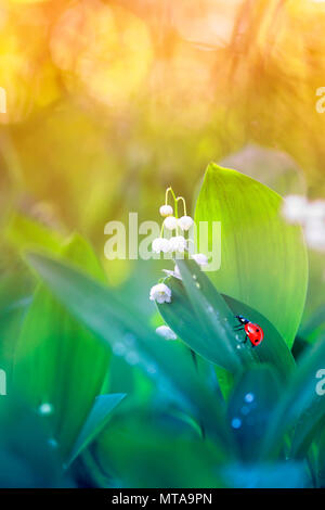 Eine kleine Marienkäfer kriecht auf grüne saftige Laub und weiße Lilie des Tales Blume an einem sonnigen Frühlingstag in einer Waldlichtung Stockfoto