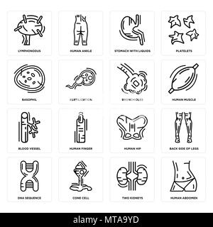 16 Einfache editierbare Ikonen wie menschlichen Bauch, zwei Nieren, Kegel Zelle, DNA-Sequenz, die Rückseite der Beine, Lymphonodus, Basophile, Gefäß, Bron Stock Vektor