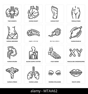 16 Einfache editierbare Ikonen wie Mund öffnen, Frauen Wimpern, zwei Nieren, menschliche Gebärmutter, männlichen Chromosomen, Fußknochen, der Durchblutung System Stock Vektor