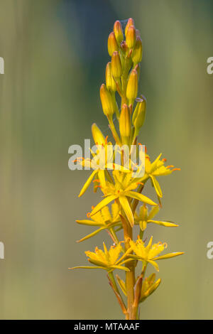 Detaillierte makro Bild von Bog Asphodel (Narthecium ossifragum) Blüte. Eine Pflanze von Westeuropa, auf nassen und sumpfigen Mooren bis zu über 1000 m in El Stockfoto