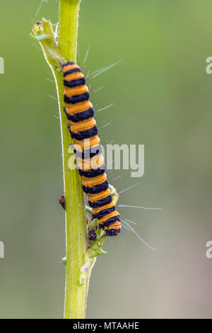 Bunte Raupe von Six-spot Burnet (Zygaena Filipendulae) Essen aus giftigen Wirtspflanze common Ragwort (Maculata vulgaris) Stockfoto