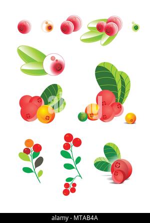 Vektor Cranberries, Preiselbeeren, stilisierte Abbildung Cranberries, verschiedenen Beeren, Cranberry in den Kurven, Niederlassung Cranberries in einem Vektor, Cran Stock Vektor