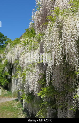 Dieses atemberaubenden weißen Glyzinien war in voller Blüte Mitte Mai, am Rande des Auto-Park in Ightham Mote, der National Trust Wasserschloss Manor House in Kent. Stockfoto