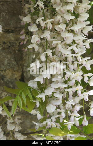 Dieses atemberaubenden weißen Glyzinien war in voller Blüte Mitte Mai, am Rande des Auto-Park in Ightham Mote, der National Trust Wasserschloss Manor House in Kent. Stockfoto