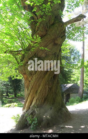 Ein alter Baum mit einem knorrigen und knorrigen Stamm, Drehungen und Wendungen; in den Gärten in Ightham Mote, der National Trust property, Sevenoaks, Kent Stockfoto