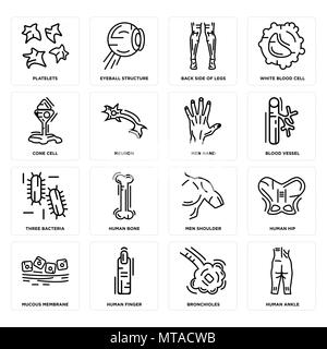 16 Einfache editierbare Symbole wie den Knöchel, Bronchiolen, Finger, Schleimhaut, Hip, Thrombozyten, Kegel Zelle, drei Bakterien, Männer Hand werden kann Stock Vektor