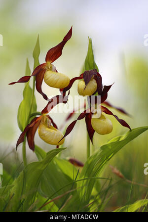 Lady's Slipper Orchids, Cypripedium calceolus, Cumbria, England Stockfoto