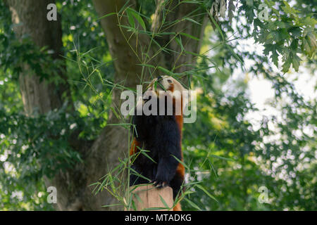 Panda in Birmingham Wildlife Conservation Park Stockfoto