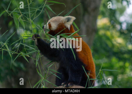 Panda in Birmingham Wildlife Conservation Park Stockfoto