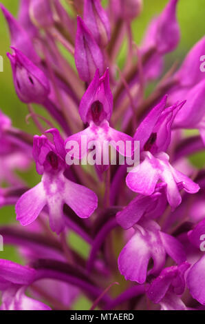 Wild und seltene Orchidee hybrid Anacamptis x simorrensis über einen grünen Hintergrund. Es ist ein Hybrid zwischen (Anacamptis pyramidalis) Stockfoto