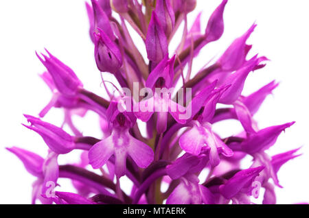 Wild und seltene Orchidee hybrid Anacamptis x simorrensis über einem weißen Hintergrund. Es ist ein Hybrid zwischen (Anacamptis pyramidalis Stockfoto