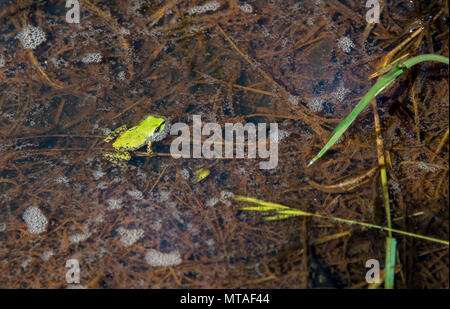 Ein frisch Metamorphisierten pacific Chorus froglet entsteht aus einem Vernal pool, April 20, 2017, Travis Air Force Base, Calif. Dies ist die gefährlichste Phase ihres Lebenszyklus, da sie nicht schwimmen kann sowie eine Kaulquappe oder springen so gut wie ein erwachsener Frosch, sie anfällig zu verlassen. Stockfoto